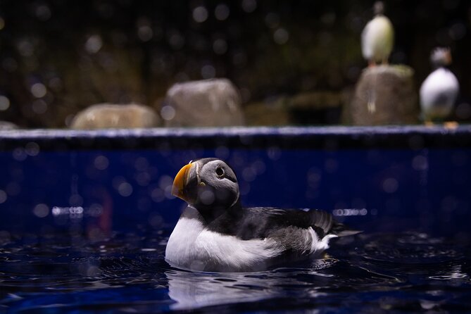 Beluga and Puffin Sanctuary Visitor Centre with Aquarium - Where the belugas and puffins fit into a Vik day