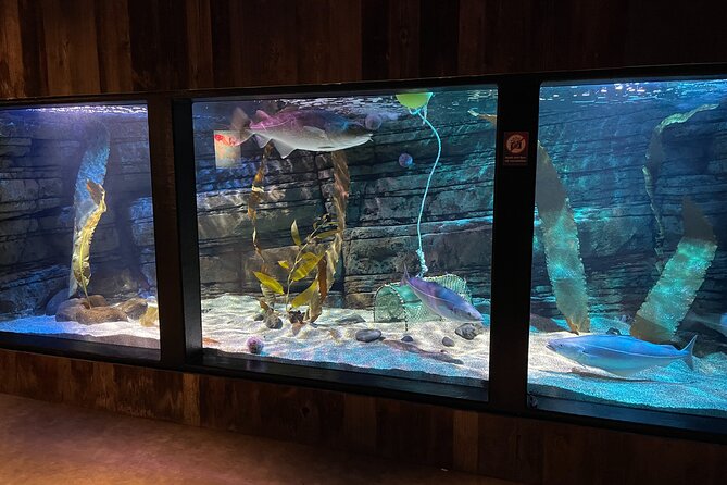 Beluga and Puffin Sanctuary Visitor Centre with Aquarium - Staff guidance and Q and A: the part that makes it feel real