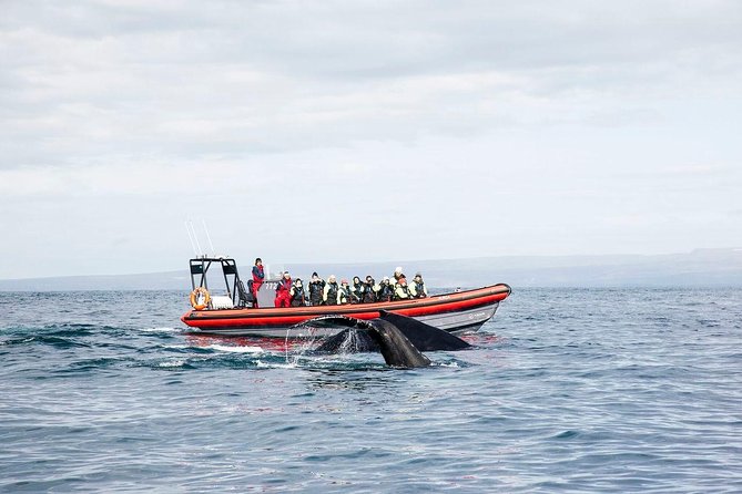 Big Whales & Puffins RIB boat tour from Húsavík - Why Skjálfandi Bay is built for whale watching
