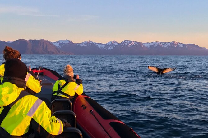 Big Whales & Puffins RIB boat tour from Húsavík - Puffins vs. big whales: when your tour name matches what you can expect