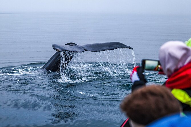 Big Whales & Puffins RIB boat tour from Húsavík - How they get close to whales without rushing or disturbing them