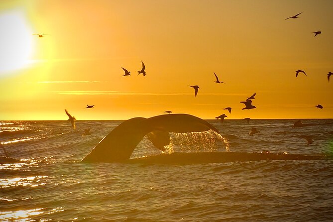 Big Whales & Puffins RIB boat tour from Húsavík - What sightings can look like, and why the odds vary