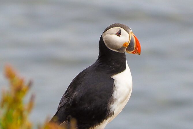 Big Whales & Puffins RIB boat tour from Húsavík - Value for the price: why $203.16 can make sense