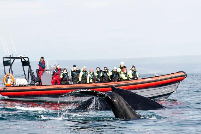 Big Whales & Puffins RIB boat tour from Húsavík - Gear check: warm overalls are included, but you still need a hat and gloves