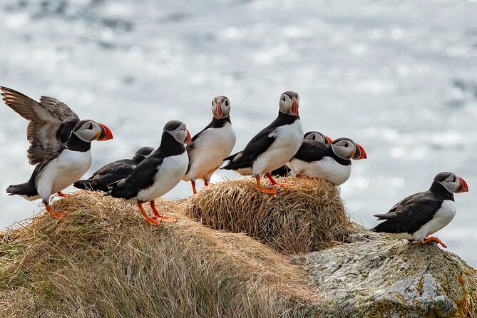 Borgarfjörður Eystri Puffin Tour from Seyðisfjörður Port - Quick hits: what matters most on this puffin tour