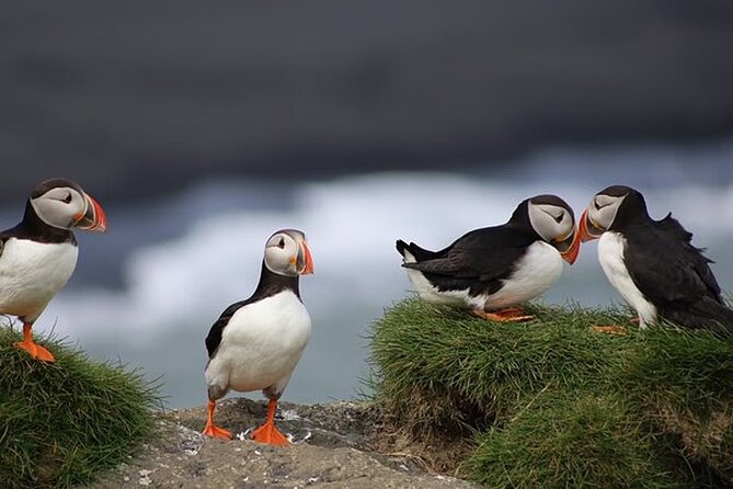 Borgarfjörður Eystri Puffin Tour from Seyðisfjörður Port - Seyðisfjörður to puffin country in about 4 hours