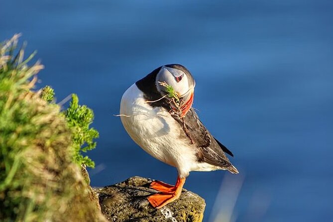 Borgarfjörður Eystri Puffin Tour from Seyðisfjörður Port - Hafnarhólmi viewing: safest access for seeing puffins on the clock