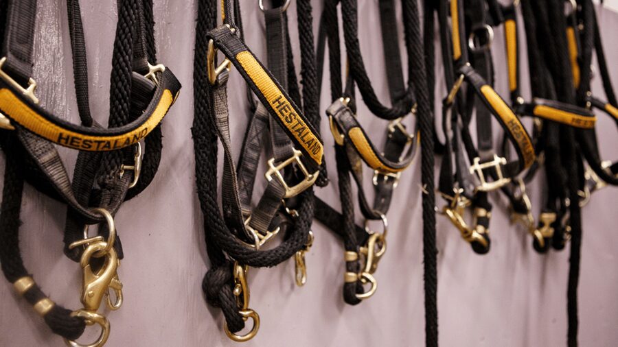Borgarnes: Horseback Riding Tour with Prep Lesson - The ride itself: guided countryside views with a real sense of wind and space