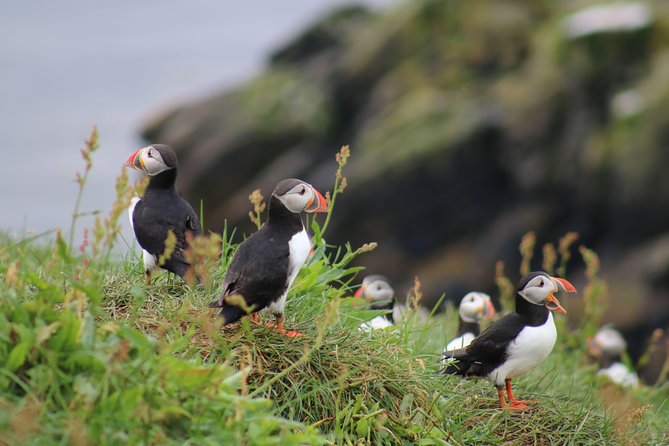 Classic Puffin Watching Cruise from Downtown Reykjavík - Key things I’d focus on before you book