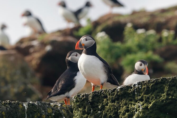 Classic Puffin Watching Cruise from Downtown Reykjavík - The boat setup: what you gain from the smaller vessel