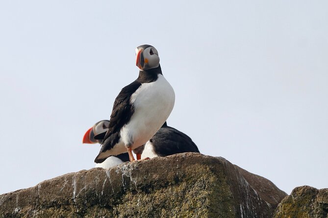 Classic Puffin Watching Cruise from Downtown Reykjavík - How close you really get (and what that means for photos)