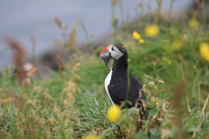 Classic Puffin Watching Cruise from Downtown Reykjavík - Timing, seasons, and why earlier can mean more puffins
