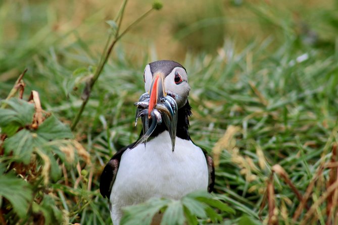 Classic Puffin Watching Cruise from Downtown Reykjavík - Weather reality: what to wear and how to stay comfortable