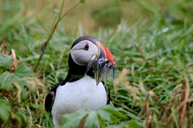 Classic Puffin Watching Cruise from Downtown Reykjavík - The puffin islands: Engey, Akurey, or Lundey and why you won’t land