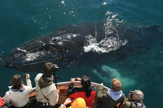 Classic Whale Watching from Dalvík Near Akureyri - Key highlights worth aiming for