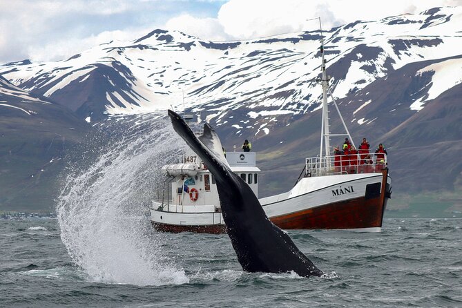 Classic Whale Watching from Dalvík Near Akureyri - Why Dalvík is such a smart starting point for Eyjafjörður