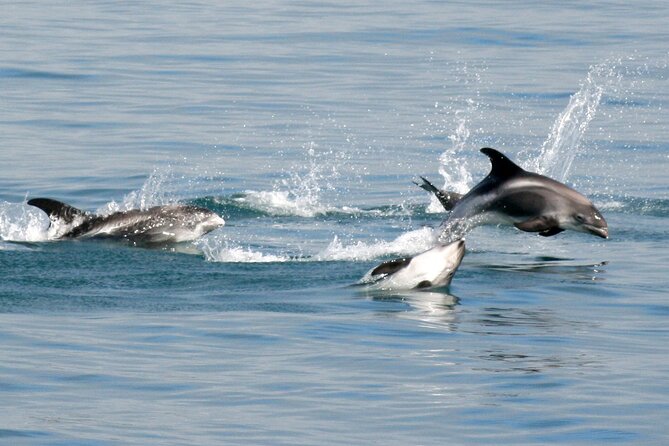 Classic Whale Watching from Dalvík Near Akureyri - Price and value: what $96.13 buys you in North Iceland
