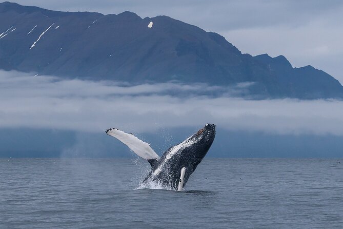 Classic Whale Watching from Dalvík Near Akureyri - Meeting point at Arctic Sea Tours, and why confirmation details matter