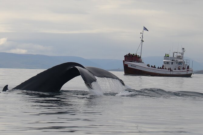 Classic Whale Watching from Dalvík Near Akureyri - What the boat ride feels like in Iceland weather