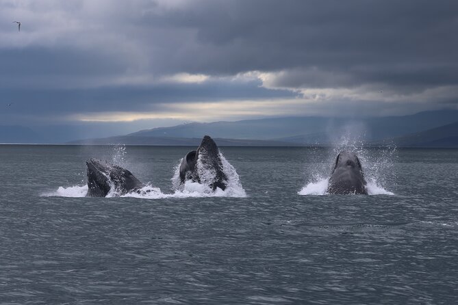 Classic Whale Watching from Dalvík Near Akureyri - Who this tour is best for