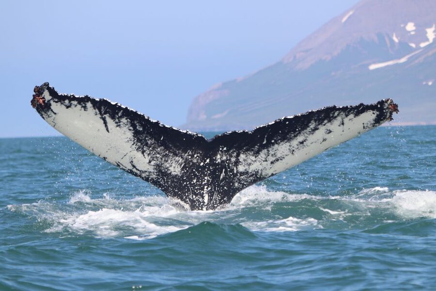Dalvík: Whale Watching Speedboat Tour - Should you book this Dalvík whale watching speedboat tour?