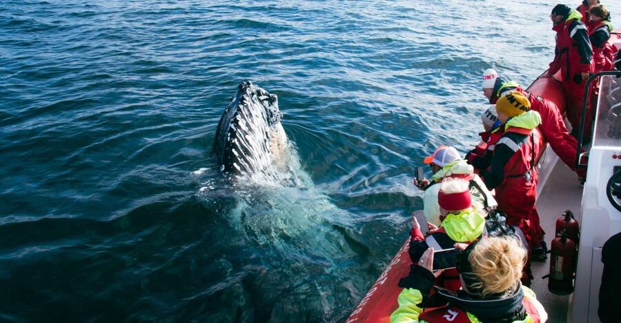 Dalvík: Whale Watching Speedboat Tour - Dalvík departure: where you meet and how you get tour-ready