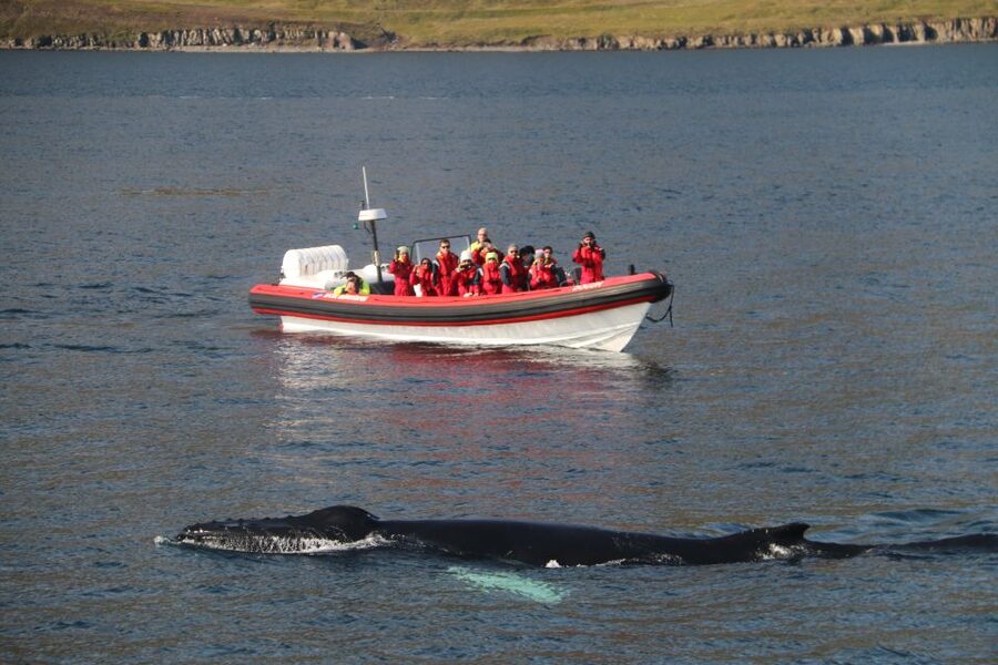 Dalvík: Whale Watching Speedboat Tour - The 45-minute whale and dolphin window in the fjord