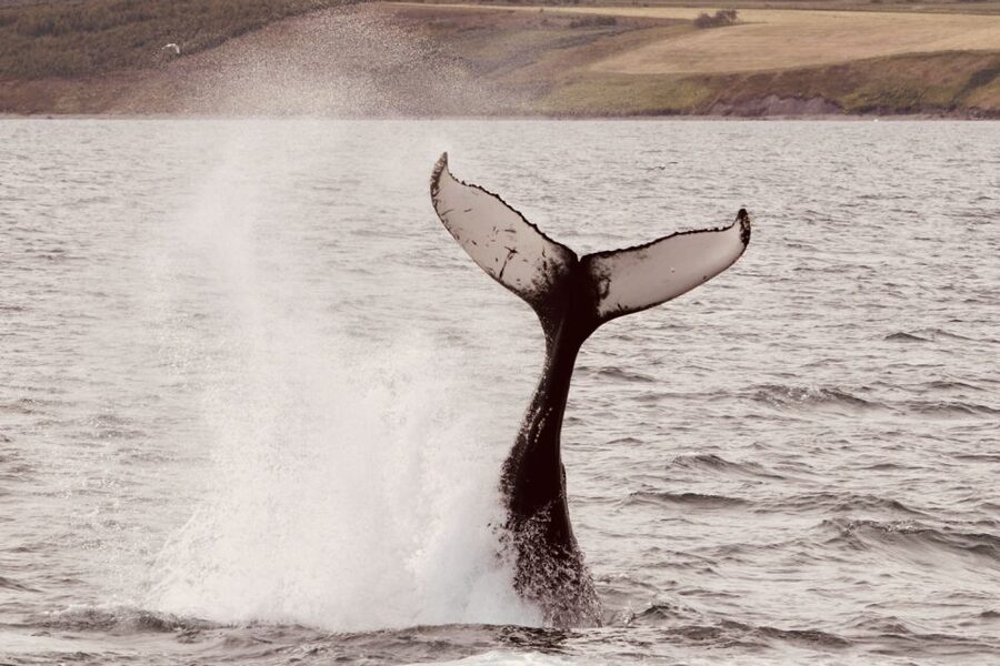 Dalvík: Whale Watching Speedboat Tour - The ride itself: speedboat comfort, suspension seats, and cold reality