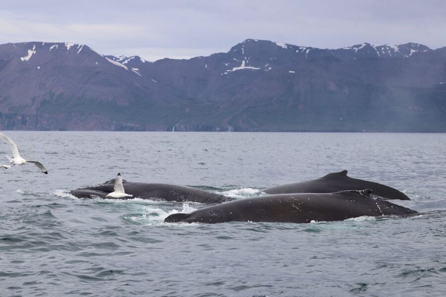 Dalvík: Whale Watching Speedboat Tour - How the short schedule actually works for a wildlife trip