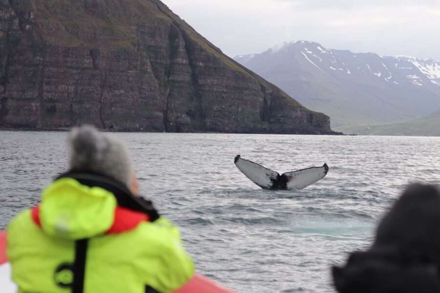 Dalvík: Whale Watching Speedboat Tour - Wildlife odds: what you are most likely to see (and what to keep open)