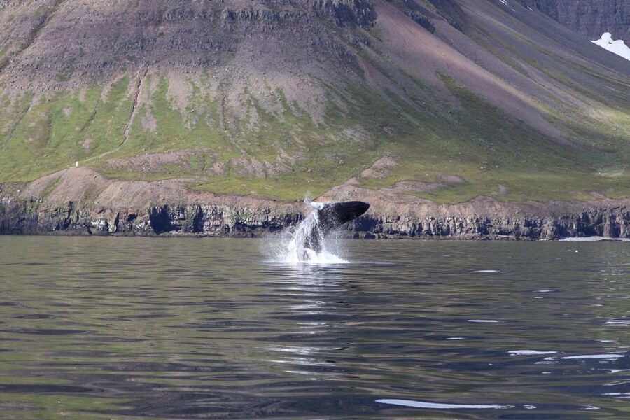 Dalvík: Whale Watching Speedboat Tour - Price and value: why $165 can make sense here