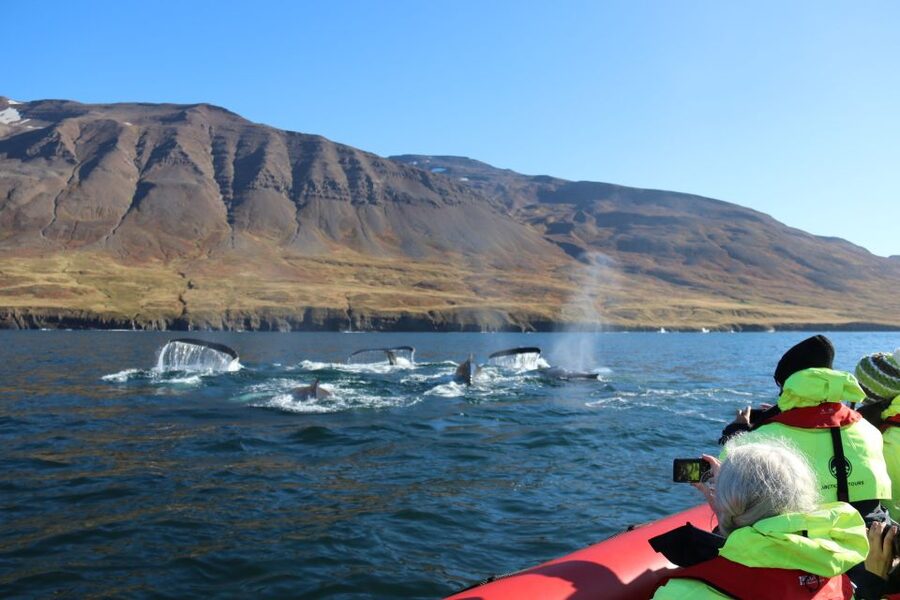 Dalvík: Whale Watching Speedboat Tour - Eyjafjordur cruising: birds, mountains, and the first wildlife checks