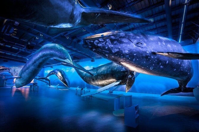 Deluxe Whale Watching and Whales of Iceland Exhibition Combo from Reykjavik - Key points that make this combo worth your time