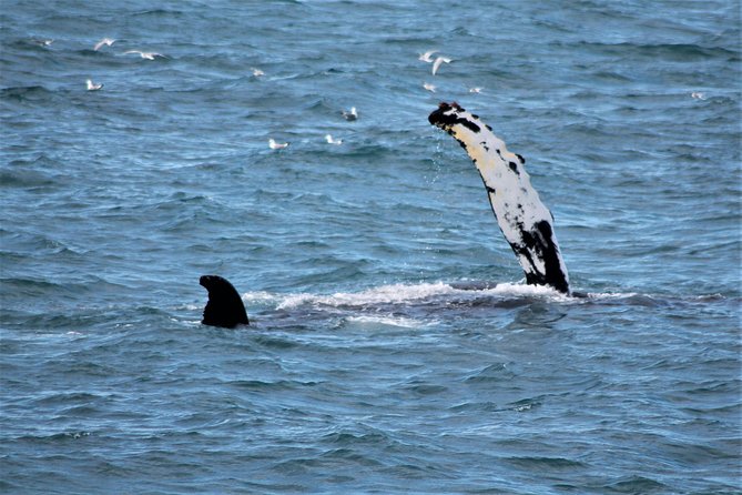 Deluxe Whale Watching and Whales of Iceland Exhibition Combo from Reykjavik - Value check on $120: why the combo can feel fair