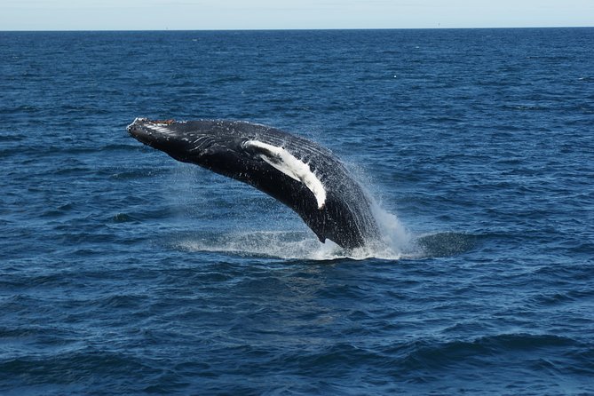Deluxe Whale Watching and Whales of Iceland Exhibition Combo from Reykjavik - Who this combo suits best in Iceland