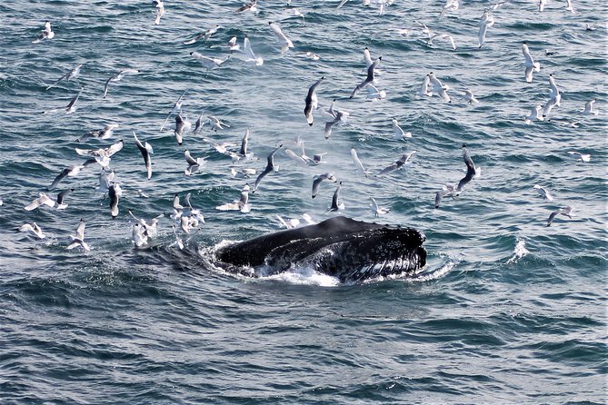Deluxe Whale Watching and Whales of Iceland Exhibition Combo from Reykjavik - Should you book the Deluxe Whale Watching and Whales of Iceland combo?