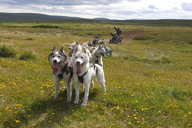 Dog Sledding and Mushing Experience by Siberian Husky in Iceland - A practical summer mushing stop near Lake Mývatn