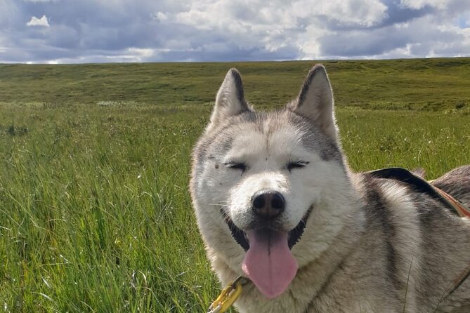 Dog Sledding and Mushing Experience by Siberian Husky in Iceland - Key takeaways before you go