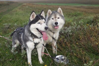Dog Sledding and Mushing Experience by Siberian Husky in Iceland