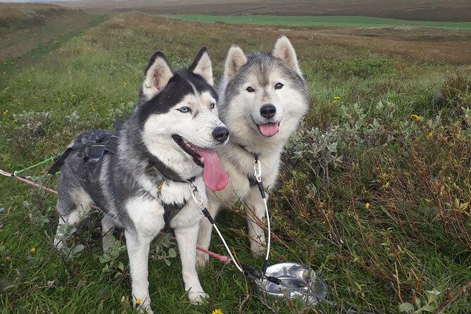 Dog Sledding and Mushing Experience by Siberian Husky in Iceland - Meeting at Snow DogsVallholt: What to Expect Before the Ride
