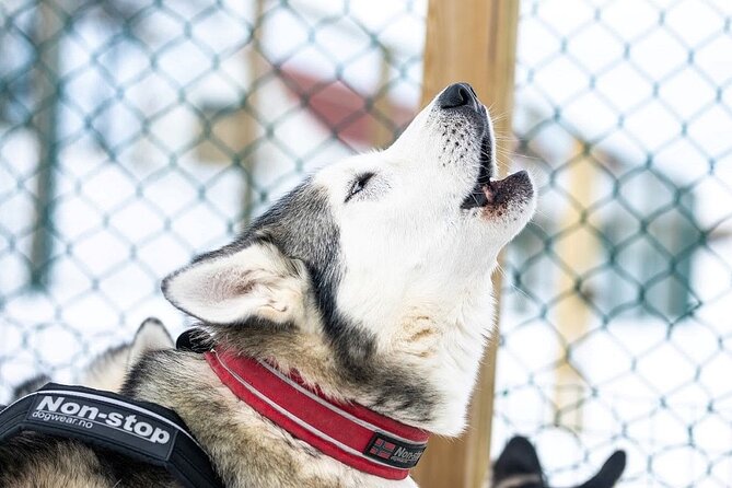 Dog Sledding Tour near Akureyri - Key Points Before You Go
