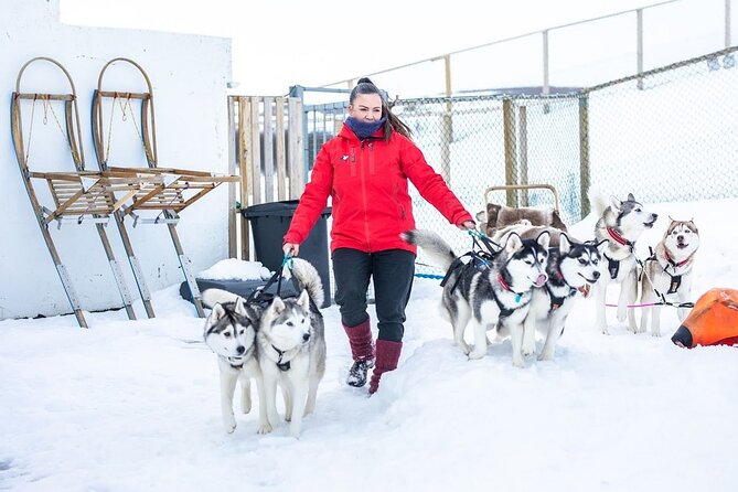 Dog Sledding Tour near Akureyri - A Sled Ride That Starts Well Before You Sit Down