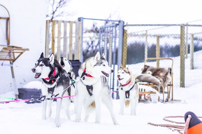 Dog Sledding Tour near Akureyri - The Pre-Ride Meet: How Husky Time Turns into Real Connection