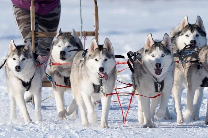 Dog Sledding Tour near Akureyri - The Ride Itself: Forest Tracks, Hills, and Fjord Views