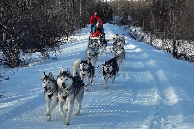 Dog Sledding Tour near Akureyri - Cuddling Time and the Warm Finish at Home