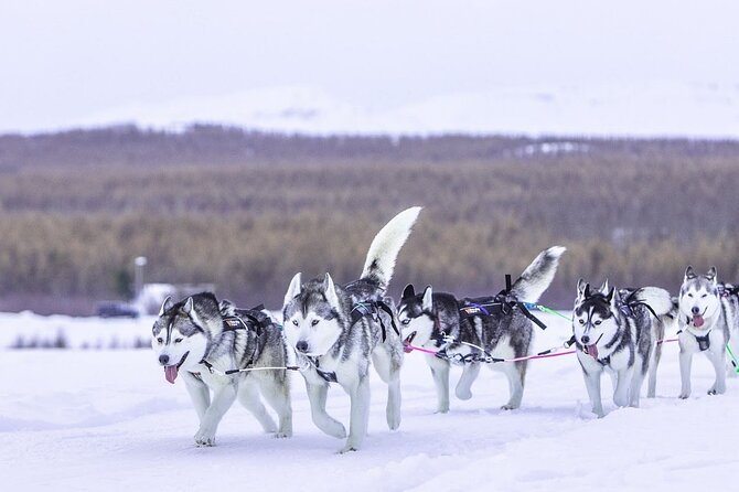 Dog Sledding Tour near Akureyri - Private-Style Attention in a Max-4 Group