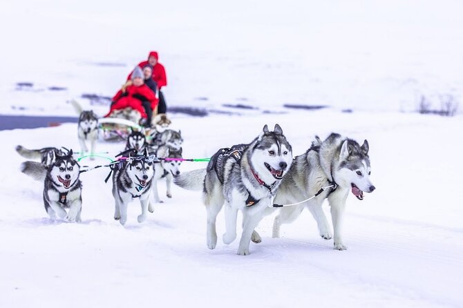 Dog Sledding Tour near Akureyri - Who This Tour Suits Best in Akureyri
