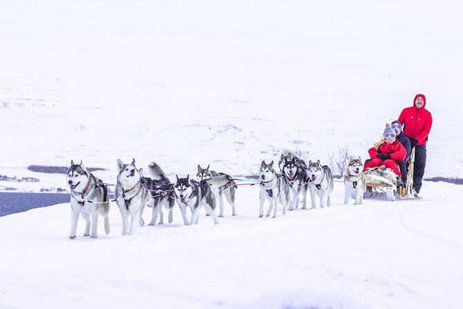 Dog Sledding Tour near Akureyri - Where You Meet goHusky, and What the Timing Feels Like