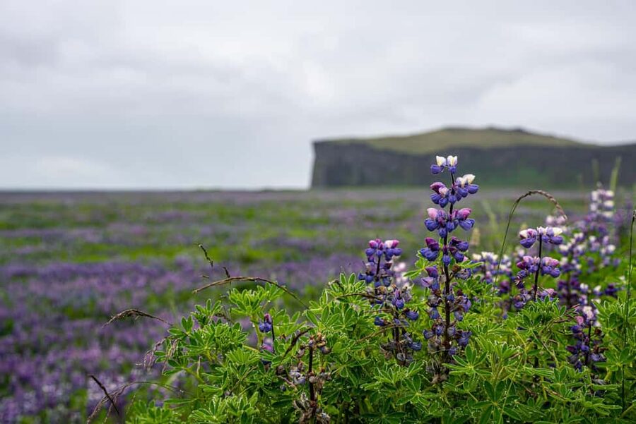 Epic South Coast of Iceland Private Tour From Reykjavík - Sólheimajökull Glacier Visit: A Day-Trip Glacier Without the Multi-Day Plan