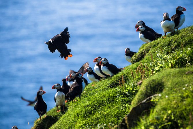 Exclusive Westman Islands Adventure - A Private Day Tour - Eldfell: the 1973 eruption you can understand from the source